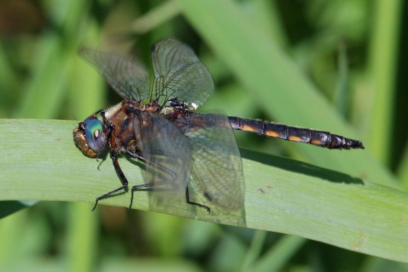Photo of Beaverpond Baskettail