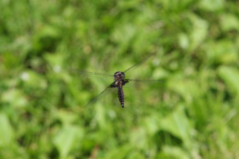 Photo of Common Baskettail