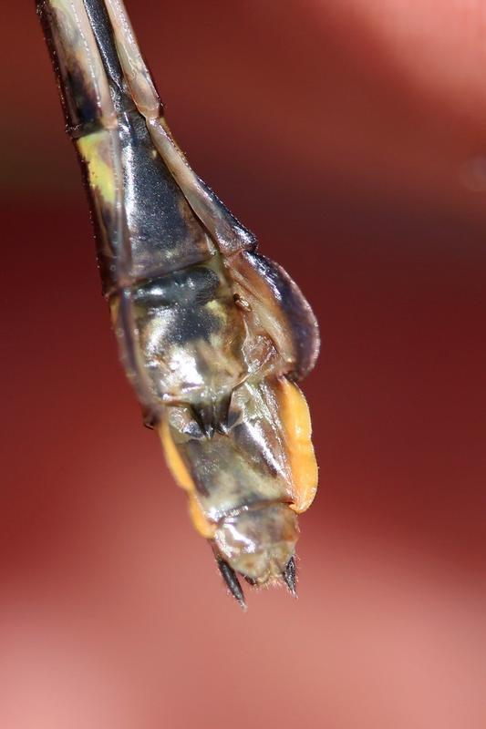 Photo of Skillet Clubtail