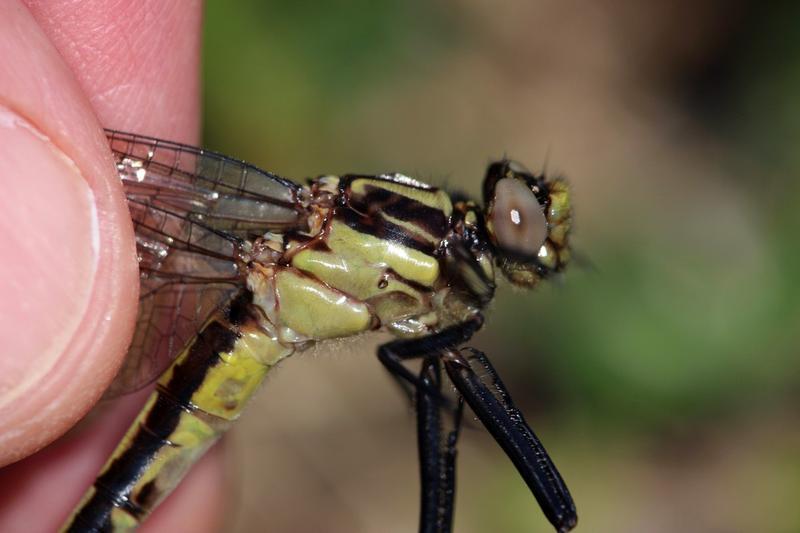 Photo of Skillet Clubtail