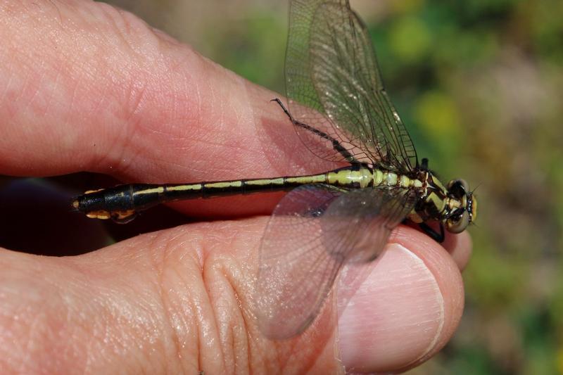 Photo of Skillet Clubtail