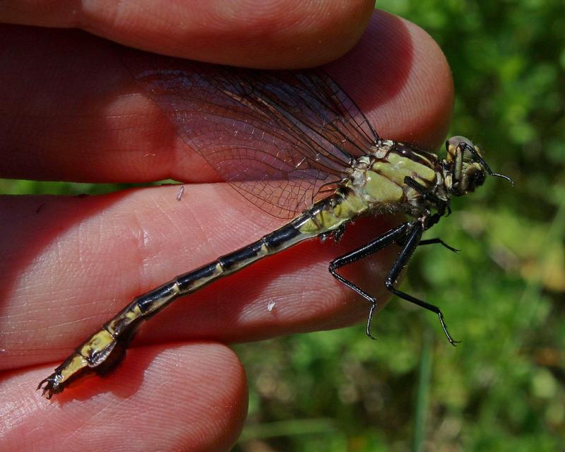 Photo of Skillet Clubtail