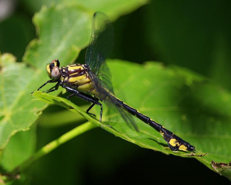 Photo of Skillet Clubtail