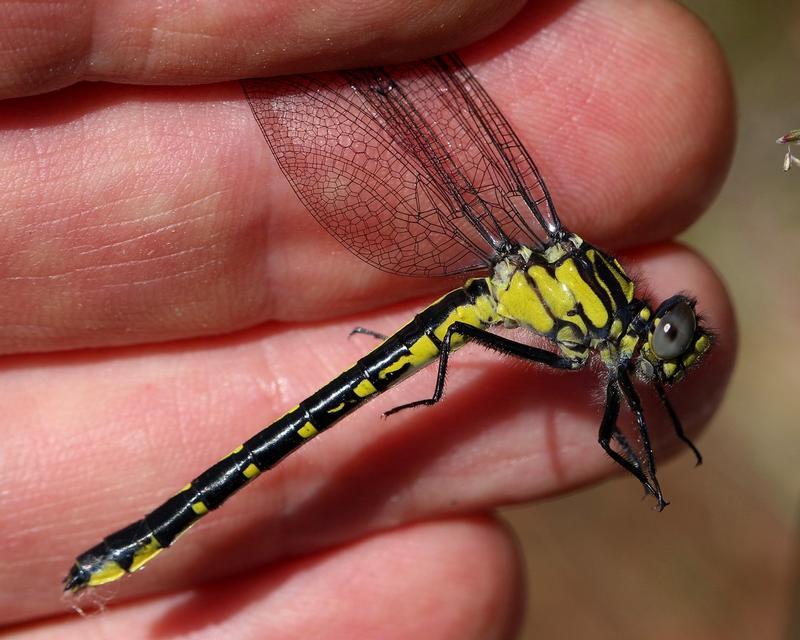 Photo of Green-faced Clubtail