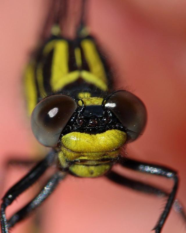 Photo of Green-faced Clubtail