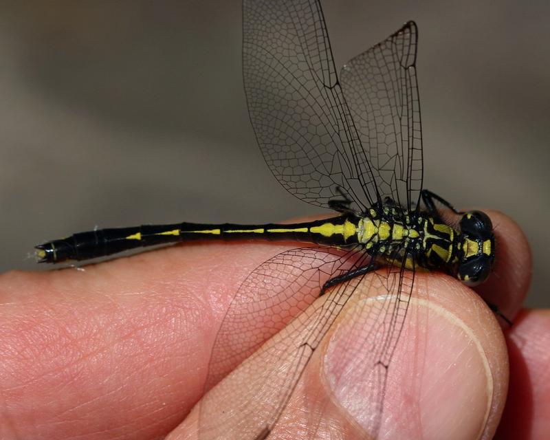 Photo of Green-faced Clubtail