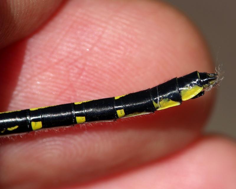 Photo of Green-faced Clubtail