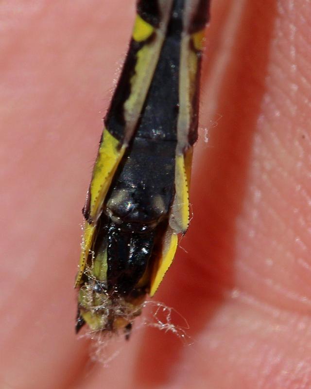 Photo of Green-faced Clubtail