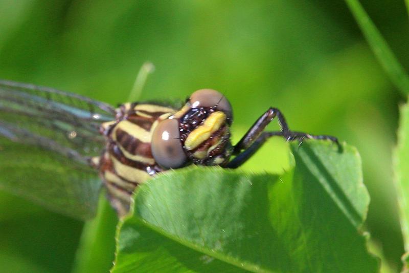 Photo of Mustached Clubtail