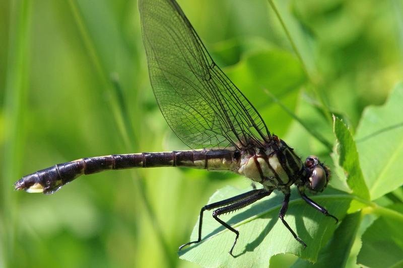 Photo of Mustached Clubtail