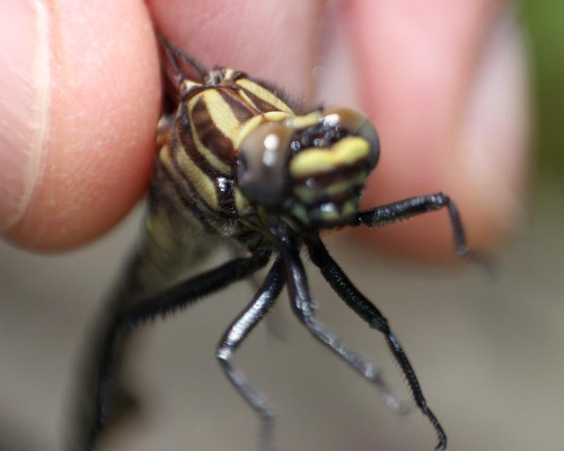 Photo of Mustached Clubtail