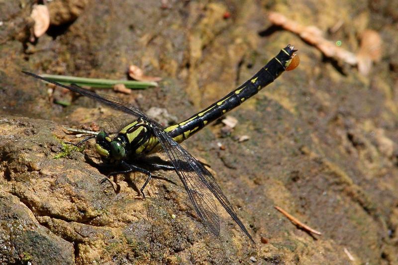 Photo of Mustached Clubtail