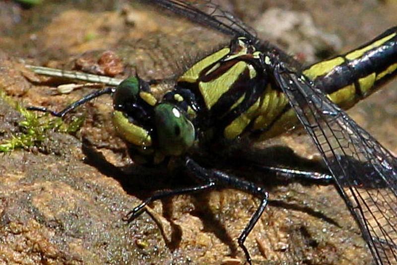 Photo of Mustached Clubtail