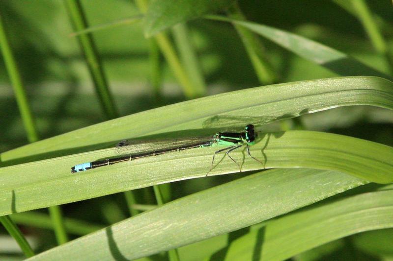 Photo of Eastern Forktail