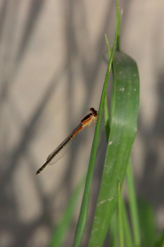 Photo of Eastern Forktail