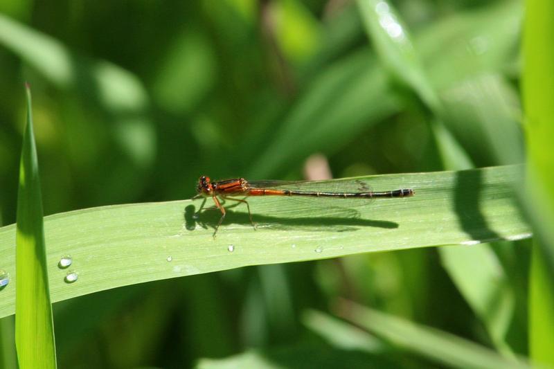 Photo of Eastern Forktail