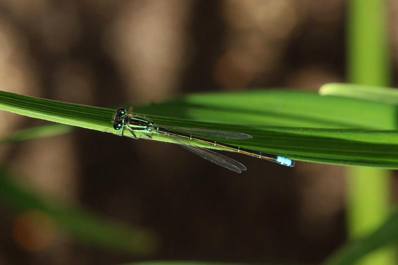 Photo of Eastern Forktail