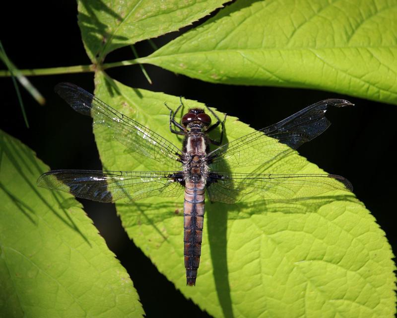 Photo of Chalk-fronted Corporal