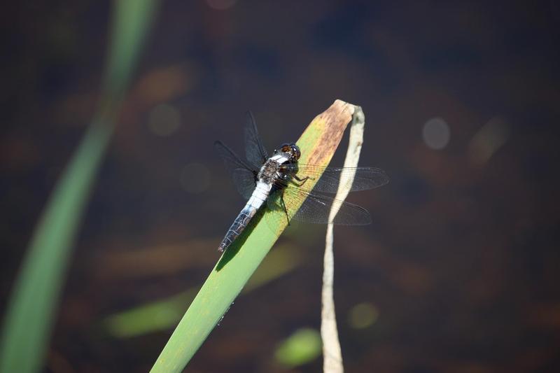 Photo of Chalk-fronted Corporal