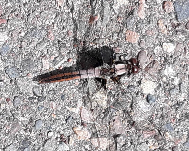 Photo of Chalk-fronted Corporal