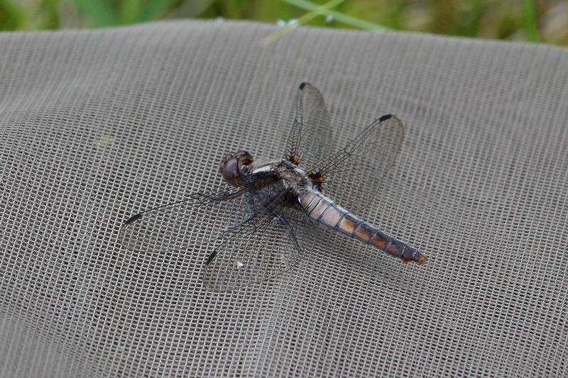 Photo of Chalk-fronted Corporal