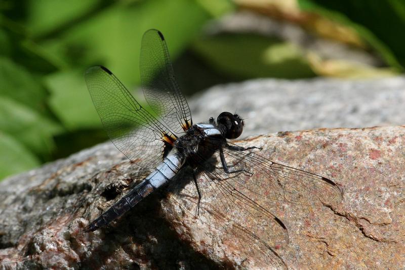 Photo of Chalk-fronted Corporal