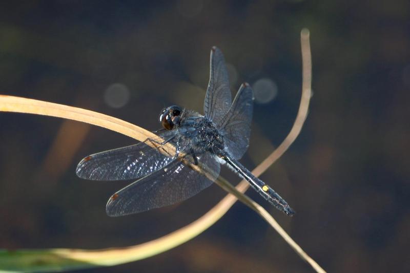 Photo of Dot-tailed Whiteface
