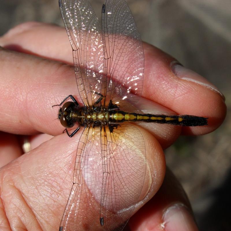 Photo of Dot-tailed Whiteface