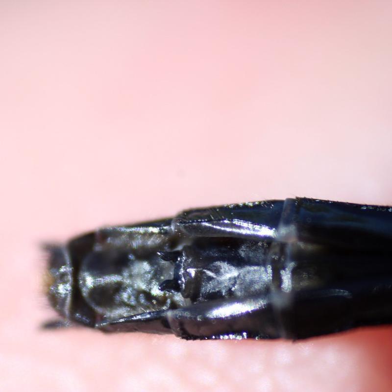 Photo of Dot-tailed Whiteface