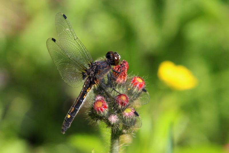 Photo of Dot-tailed Whiteface