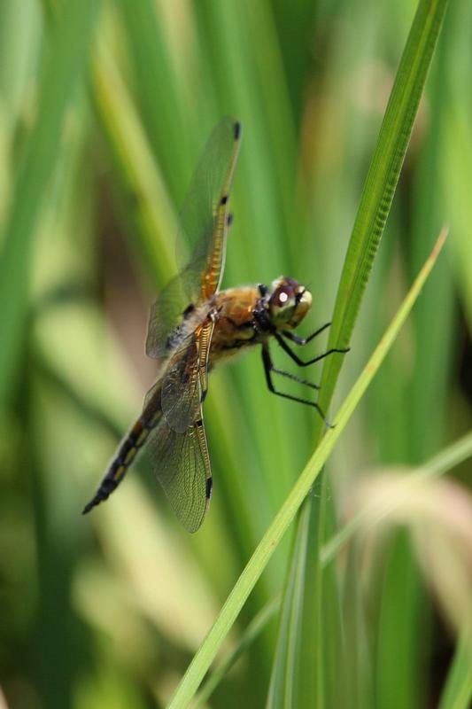 Photo of Four-spotted Skimmer