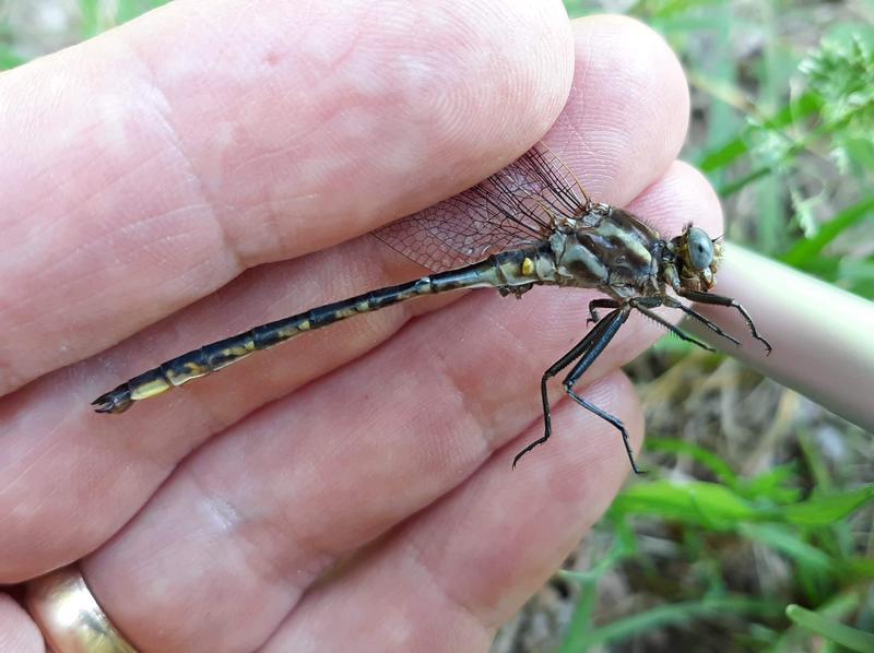 Photo of Dusky Clubtail