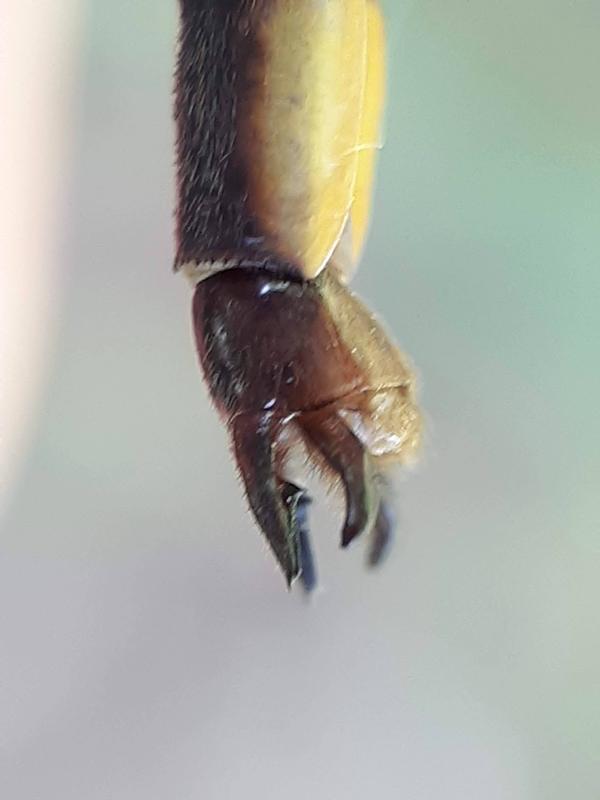 Photo of Dusky Clubtail