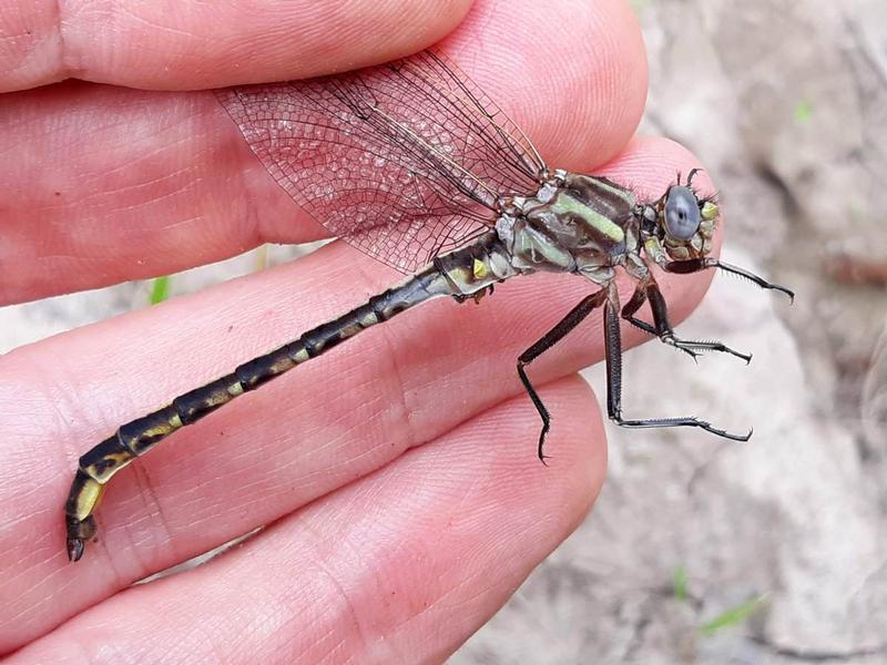 Photo of Dusky Clubtail