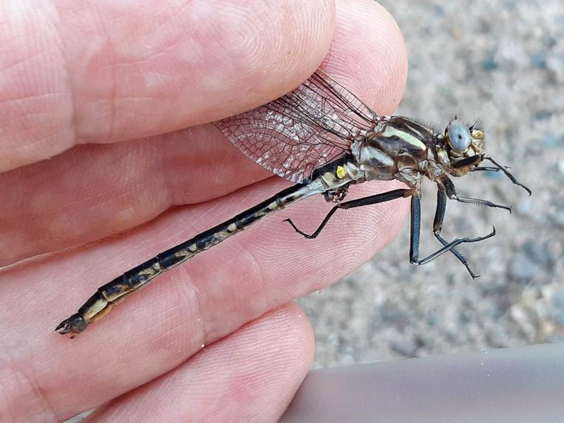 Photo of Dusky Clubtail