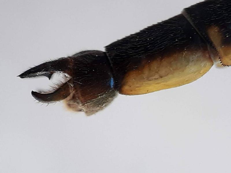 Photo of Dusky Clubtail