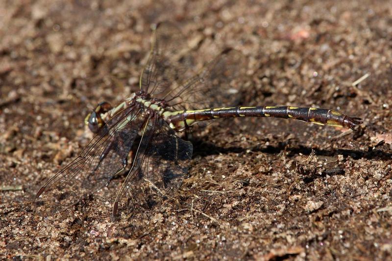 Photo of Ashy Clubtail