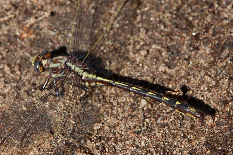 Photo of Ashy Clubtail