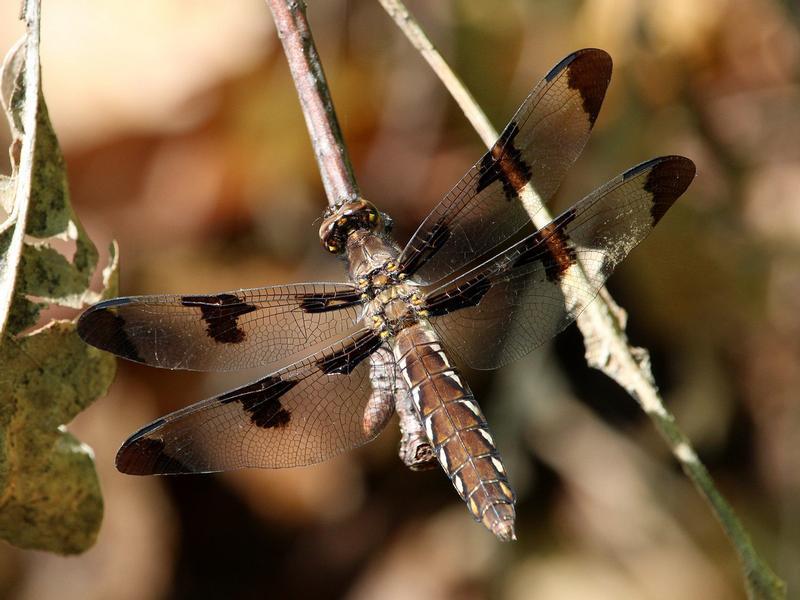 Photo of Common Whitetail