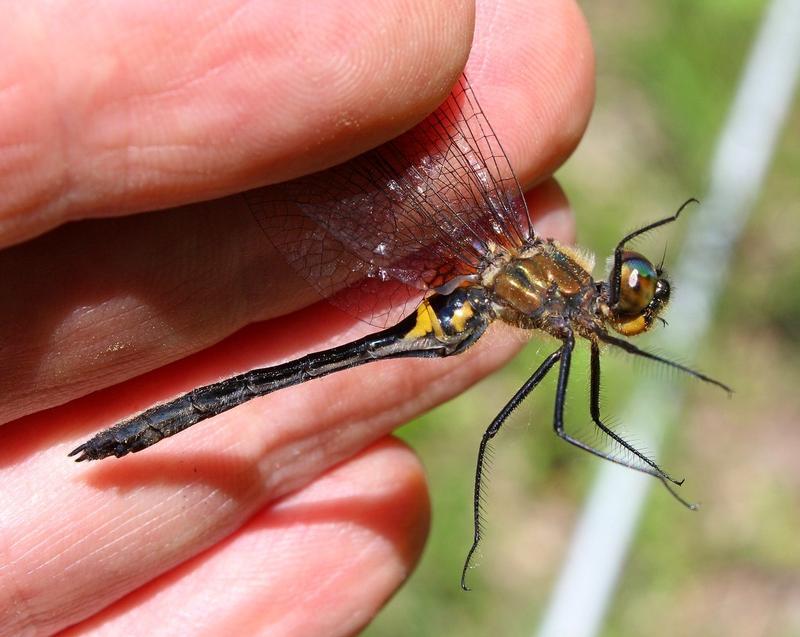 Photo of Racket-tailed Emerald