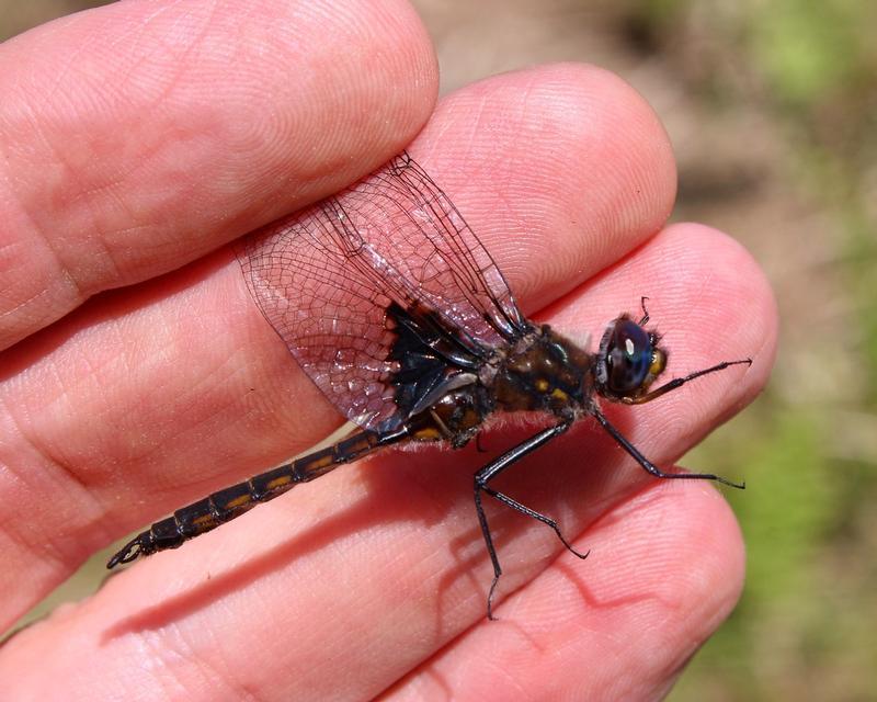 Photo of Common Baskettail