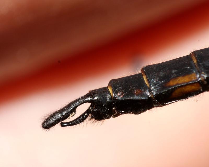 Photo of Common Baskettail