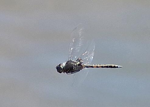 Photo of Common Baskettail