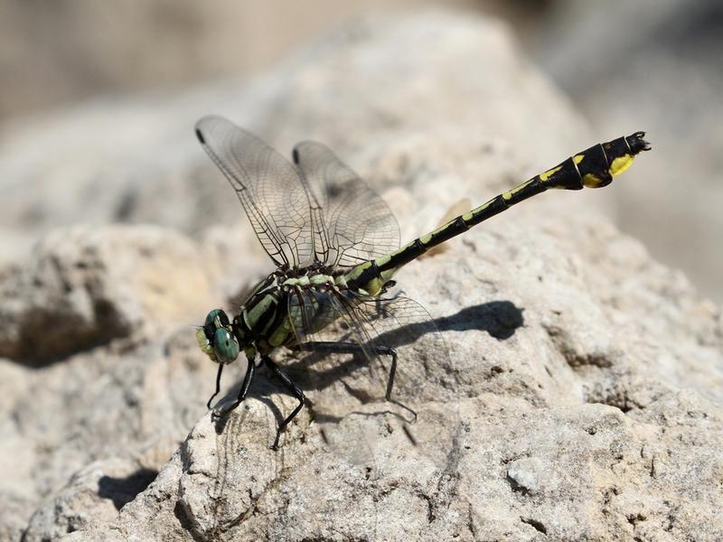 Photo of Midland Clubtail