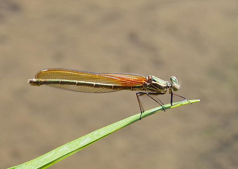 Photo of American Rubyspot