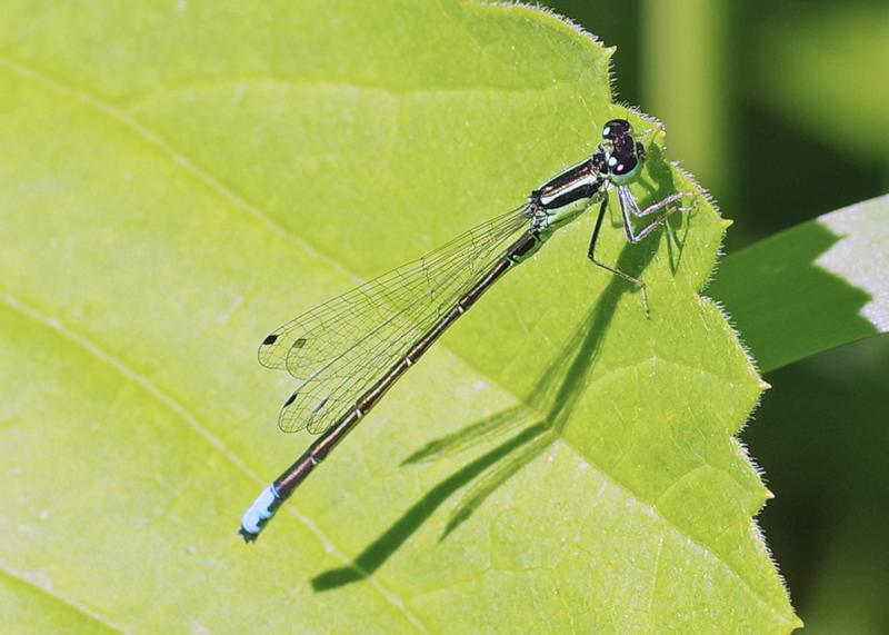 Photo of Eastern Forktail