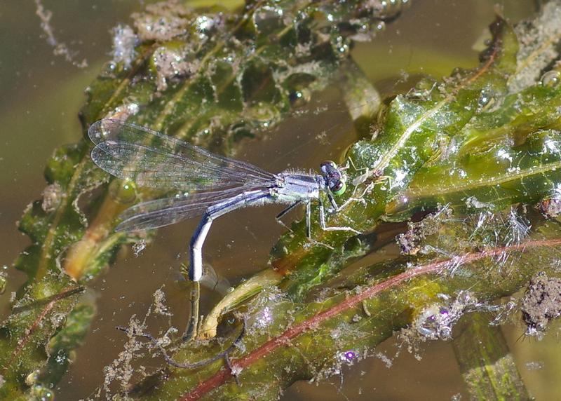 Photo of Eastern Forktail