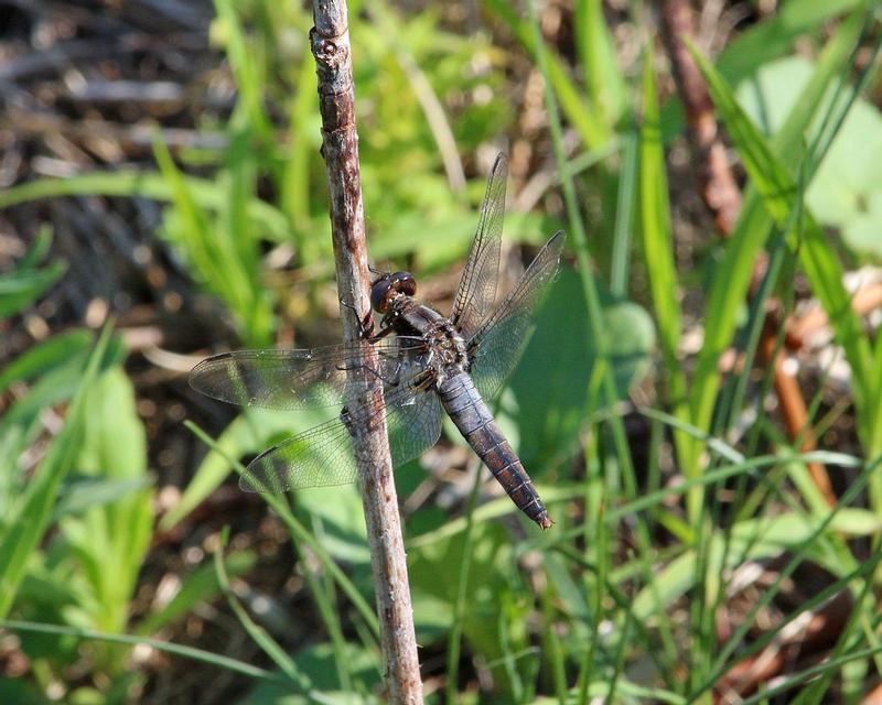 Photo of Chalk-fronted Corporal