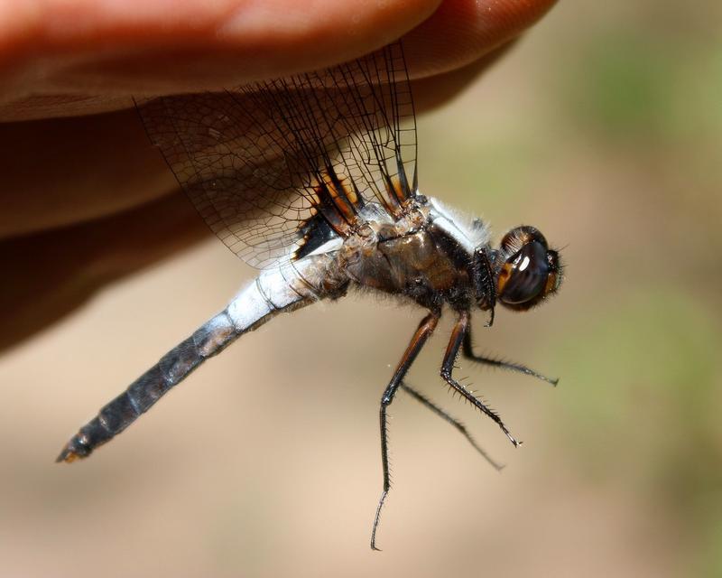 Photo of Chalk-fronted Corporal