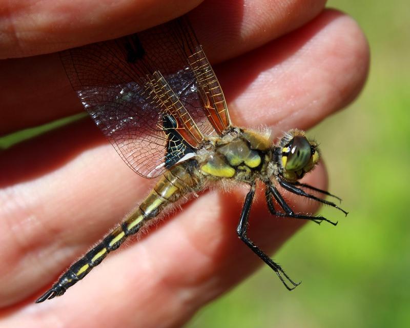 Photo of Four-spotted Skimmer